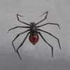 black widow